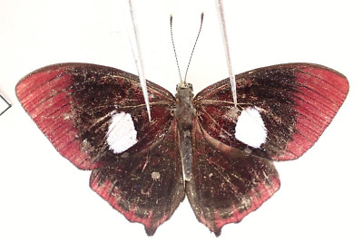 L9868. Insects, butterflies: Lycaenidae sp. South Vietnam. | eBay