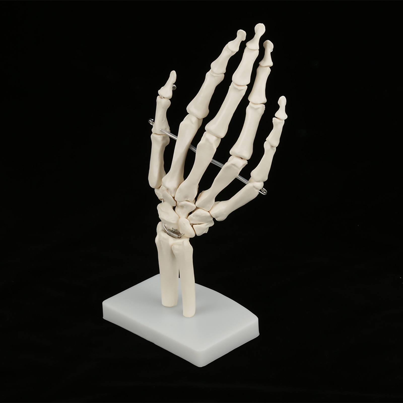 Anatomical Hand Skeleton Model For Study And Teaching - PVC