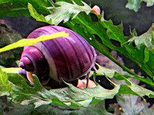 4 1 Free - Purple Mystery Snails Live Freshwater Aquarium Snail Pea/Nickel Size
