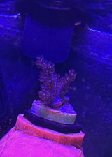 Purple Kenya Tree Frags