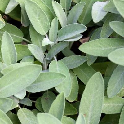 BACK TO NATURE SEED COMPANY Broad Leaf Sage - Seeds - Organic - Non Gmo - Heirloom Seeds – Herb Seeds