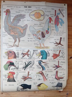 Riesiges Vintage 1961 Vögel Henne Katze Schwein Poster Wandtafel 2-seitig ICS Chicago USA