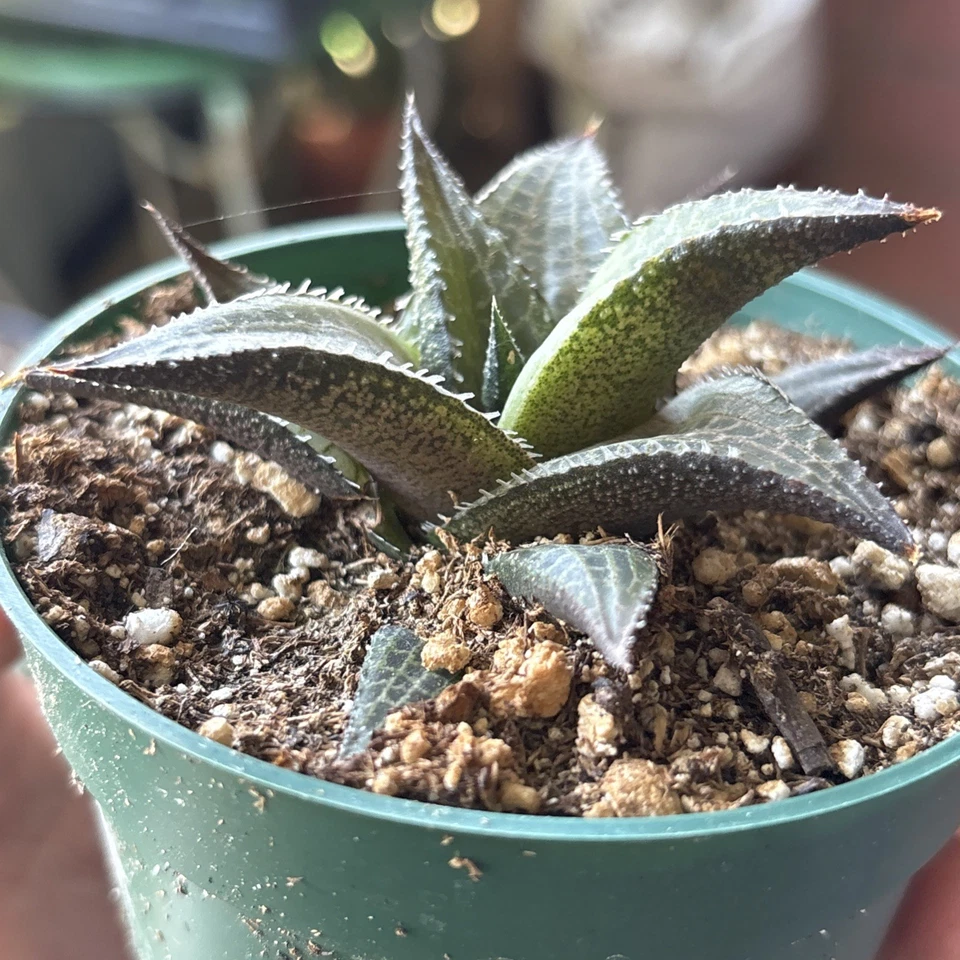Planta viva suculenta - Haworthia Venosa Tessellata - En maceta de 4 '' Foto 4 de 4