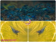 10 1 Blue Velvet - Freshwater Neocaridina Aquarium Shrimp. Live Guarantee
