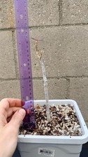 Cyphostemma mappia - seed grown!