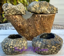 Wholesale Lot 4 Pcs  Natural Fossil Coral Crystal Healing 3.2-3.5lbs