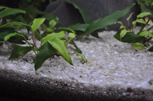 Fish Tank White Gravel Natural Plant Substrate Sand LIGHT 2-3mm 15kg - Picture 4 of 11