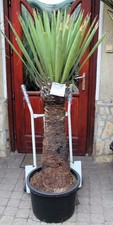 Yucca faxoniana aus Mexico, 170cm, 85cm Stamm, Kein wurzelt! Neuer import!