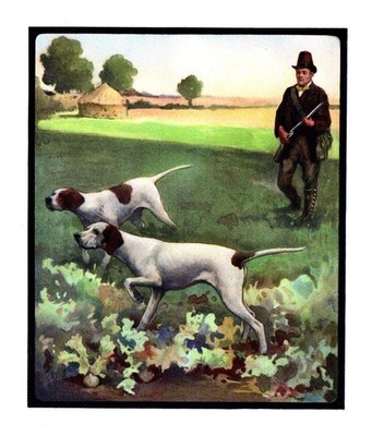 Antique Pointer Print 1910 Edwin Noble Pointer Hunting Dog Illustration 6421h