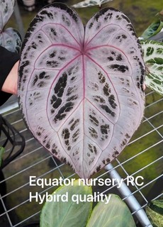 Ultra Rare Anthurium Equator Pink Veil Selfed Seeding粉色面纱Establish Plant