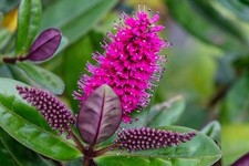 Hebe speciosa La Seduisante evergreen patio shrub