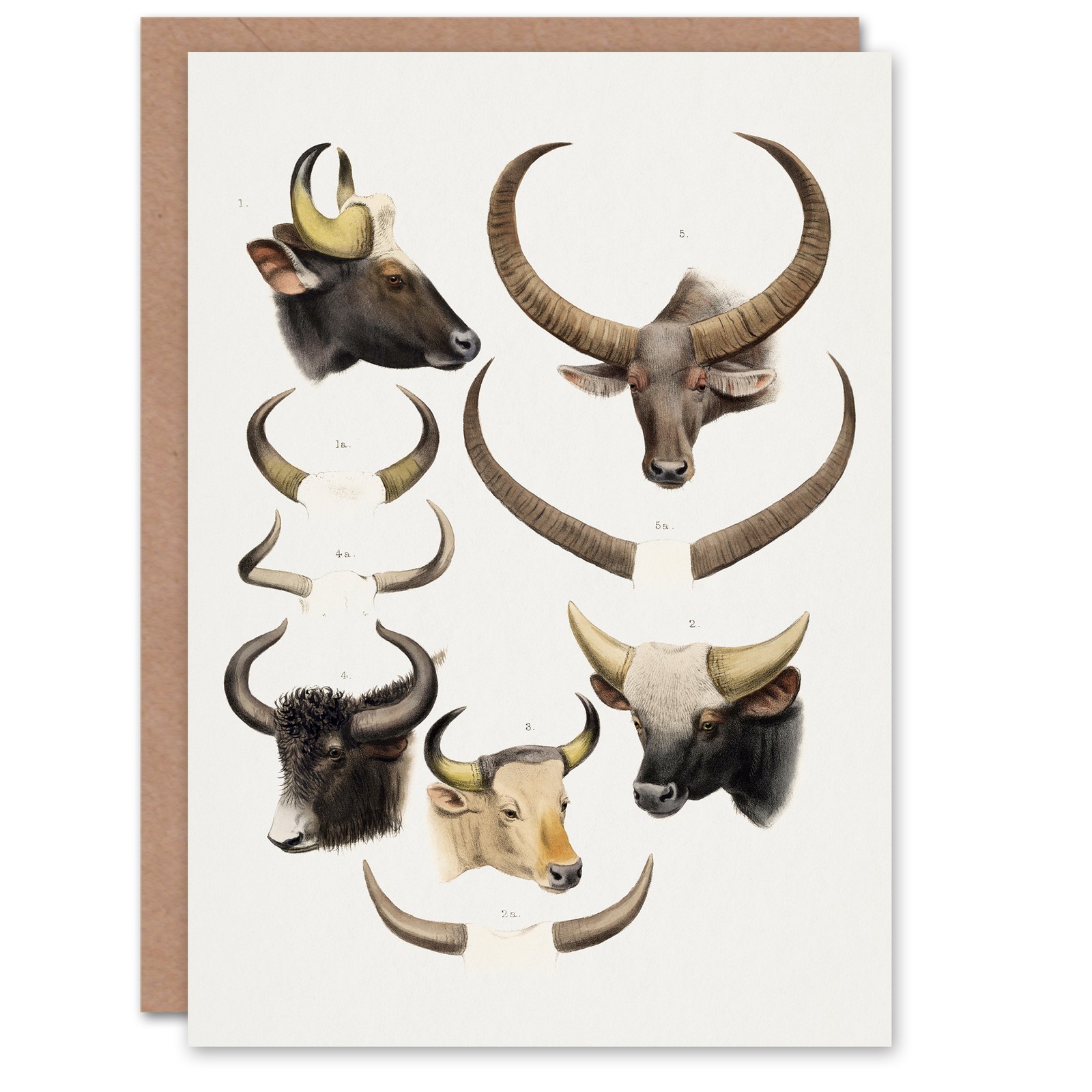 Lydekker Art Card Bovine Animal Horns Vintage Illustration Blank Greeting Card