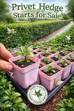 Live Sm 2" Privet Privacy Hedge Bush  3" Pot MORE U BUY/LESS PER PLANT