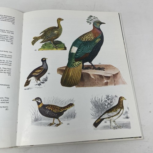 World Treasury of Birds in Color Cecil Madsen 1974 HC Audubon Gould Engravings - Picture 14 of 14