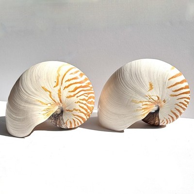 (2) Empty Shells - Tiger Nautilus Shells 8''+   Large (Pompilius)