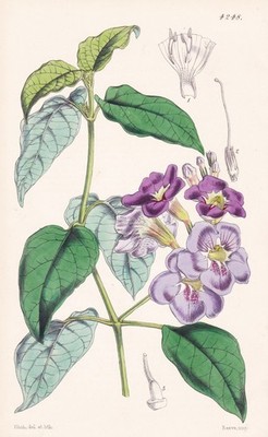 Asystasia Coromandeliana India Botanik flower botany lithograph Curtis 4248