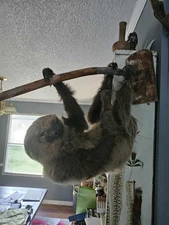 Taxidermy Sloth Hanging Mount REAL SLOTH