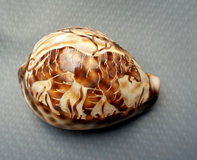 Kaurimuschel Tigermuschel Muschel Souvenir handgeschnitzt Tiger-Motiv 8 cm L
