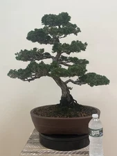 Hinoki cypress bonsai tree