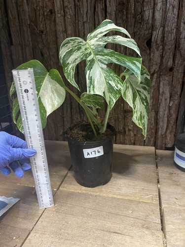 Variegated Monstera Albo- Rare Plant Collections - Picture 2 of 11