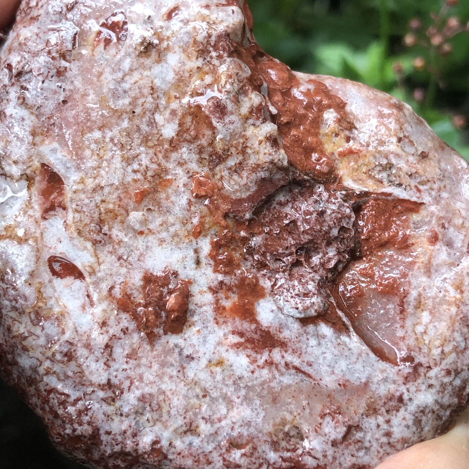 153gr 驚くべきペルミアン 全体 ラフ 薄い アンモナイト 化石 モルスカ - 画像4/11