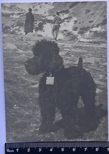 Old photo SMALL CURLY BLACK DOG ON A LEASH IN THE MOUNTAINS