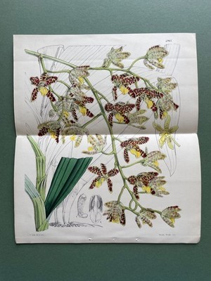 Handkolorierte Orchideenlithographie aus Curtis's Botanical Magazine, 1857