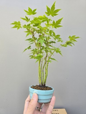 ficus moclame bonsai Ficus Moclame Braid 8” – SF Plants