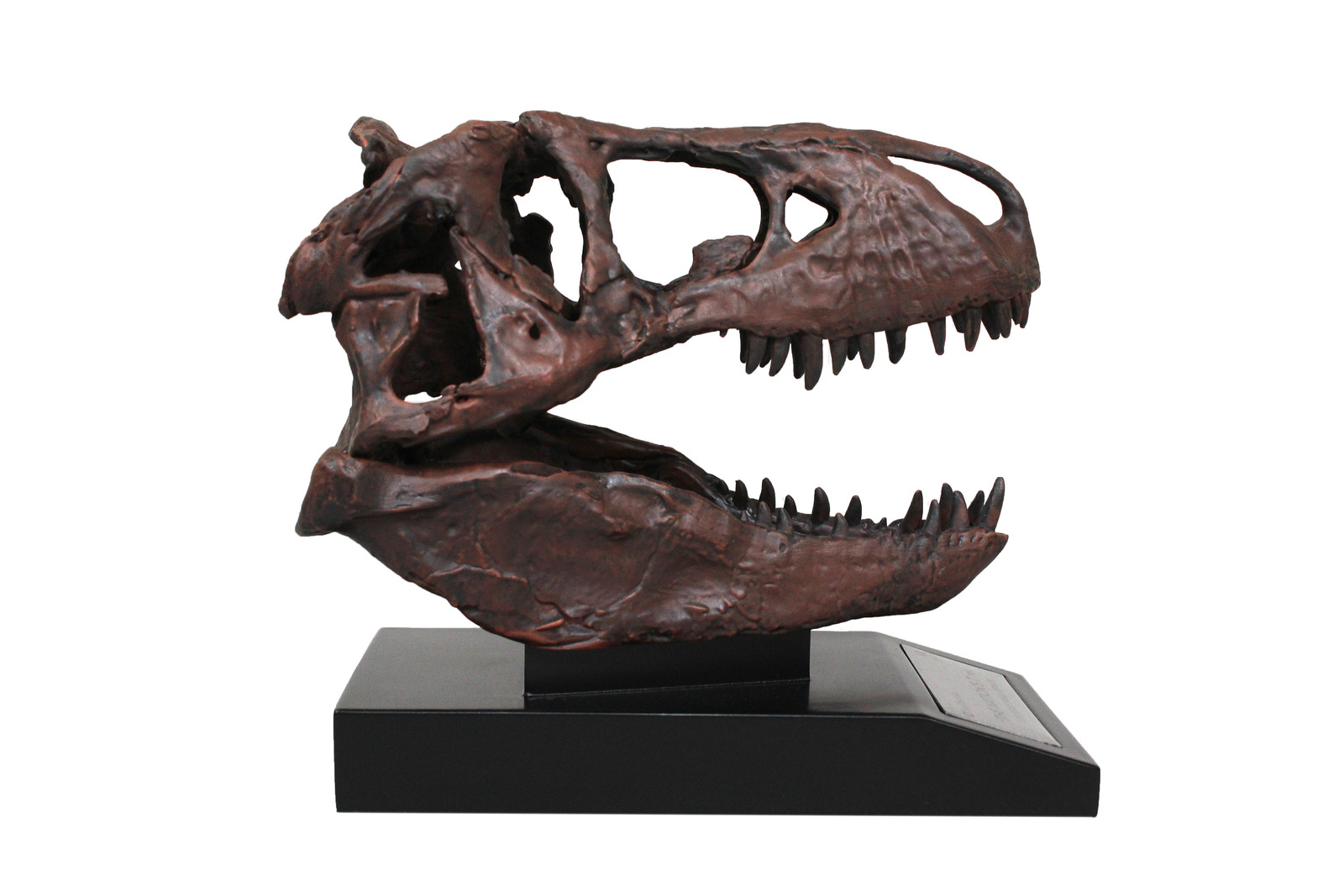 SD STUDIOS Smithsonian Institute The Nation’s T. Rex Skull 1/10 Scale Replica