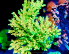 WWC Budgie Smuggler- Live Coral Frag SPS/Acropora
