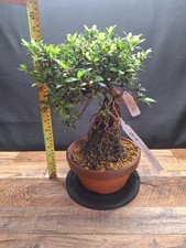 Exposed roots Satsuki Azalea Bonsai - Manri no Kagayaki (Japanese import)