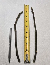 ( Set of 2 )  BROWN TURKEY FIG CUTTINGS - COLD HARDY 