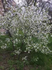 BLOOMING CHERRY TREE UKRAINE KHARKIV WAR ✿❀ photo virtual card #L002T0C by L.T.