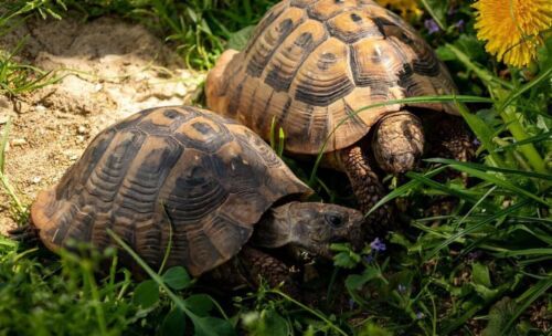Schildkrötenfutter Samenmischung mit Gräsern, Kräutern und Blumen - Bild 1 von 7
