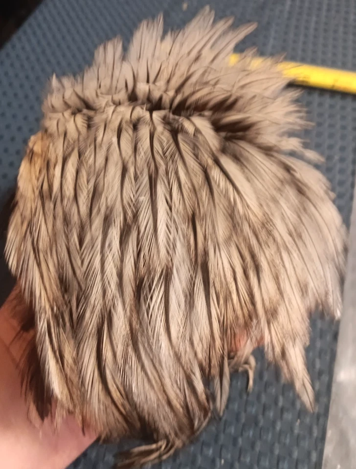 Premium WAPSI Cuello de Gallo-Tejón Plateado-Hermosos Colores-Atado con Moscas-#2 a #22 Foto 3 de 4