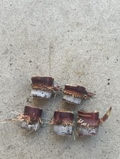 5pcs Rooted Dark Purple Sugarcane Cutting Sweet And Juicy Ready To Plant