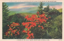 Flame Azalea in Bloom Great Smoky Mountains National Park 1955 Postcard D10