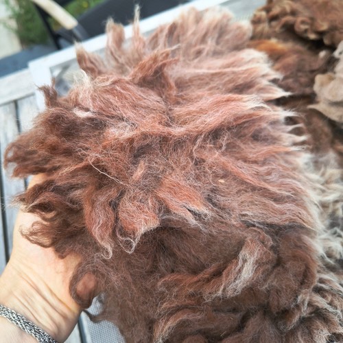 Huacaya Alpaca raw fleece Medium Rose Grey 200g extra fine Australian 7-10sm