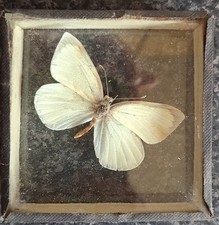 Preserved Butterfy