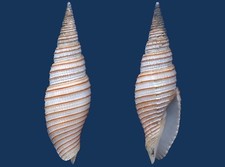Shell Imbricaria yagurai Seashell