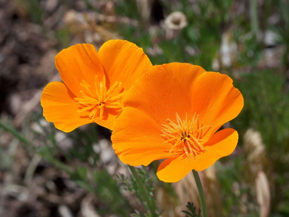 Bulk California Poppy Seeds Eschscholzia californica Stunning Orange Wildflower - Image 2 of 4