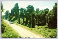 Vtg Postcard Kudzu Along Highway Oriental Legume Whose Runners Grow USA Unposted