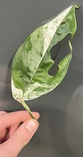 Epipremnum Pinnatum Marble Rare Variegated Houseplant Rooted Cutting