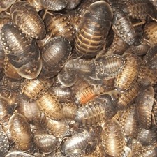 Dubia Roaches Reptile feeders 75 pack medium sized