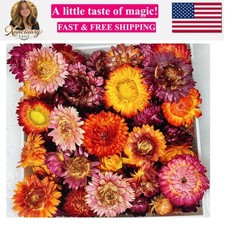 100 Pcs Natural Dried Daisy Flowers Heads, Multicolor Dry Floral Supplies