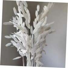 Dried Grass Bundle, 20 Stems 15-17 Inch Natural Chasmanthium Flower White