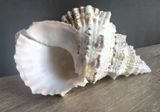 Giant Natural Frog Shell Conch Seashell Bursa Bubo Beach Ocean Decor 10"
