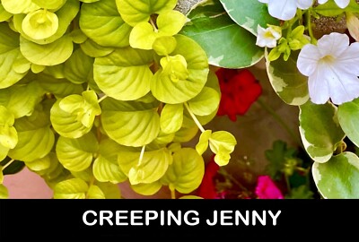  10+/ CREEPING JENNY BARE ROOT Starter Plants Moneywort Groundcover USA Grower