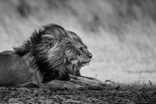 African Lion Brothers,  Fine Art Giglee Print, Wildlife Photograph, Ships Free