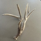 74” Self Standing Wild Whitetail Shed Antler Good Color Heavy Horn To All Tips — photo 5